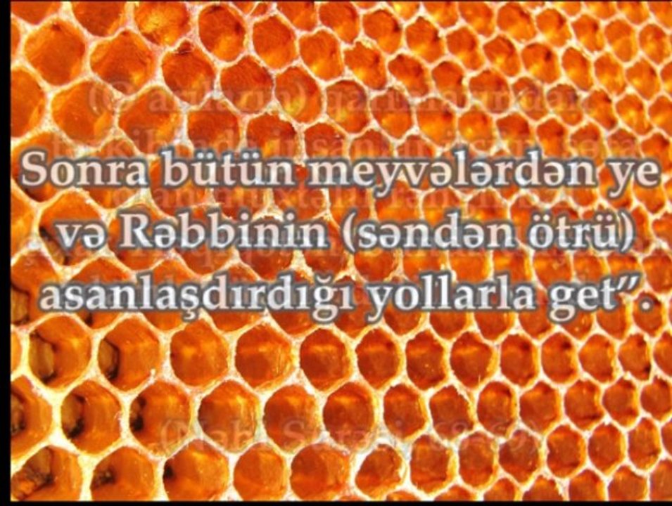 Arılar