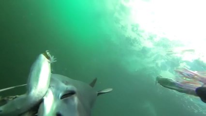 Jaws işbaşında böyle görüntülendi