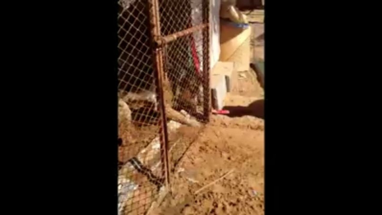 Man Goes Crazy While Teasing Dog By Hot Desi Video