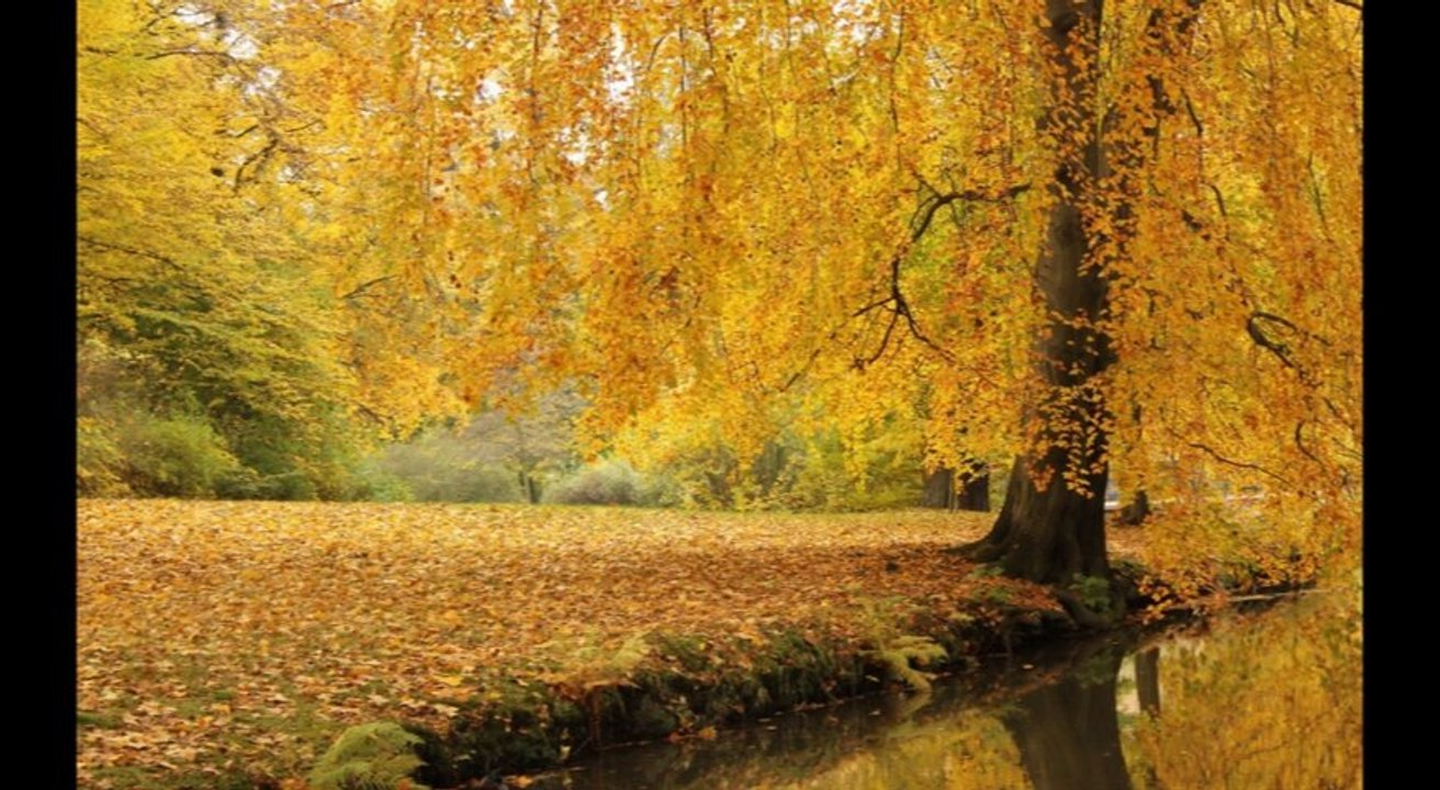 BORYS ŁAWRENIW - Chryzantemy złociste " Stare polskie tango: