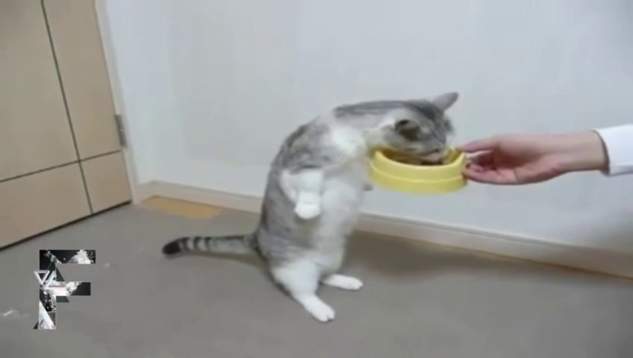 Animals Acting Like Humans - Awesome compilation 2013