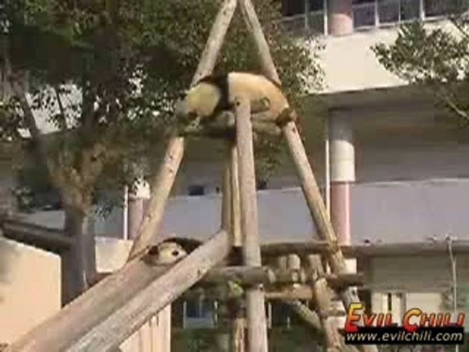panda