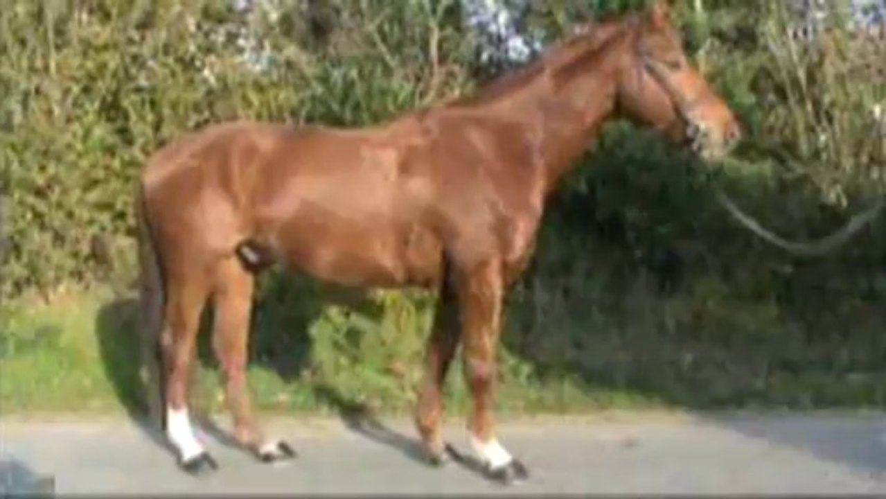 vasco-ecurie du nevez