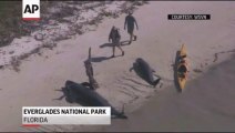 45 baleines piégées dans 3m d'eau au Parc des Everglades !!