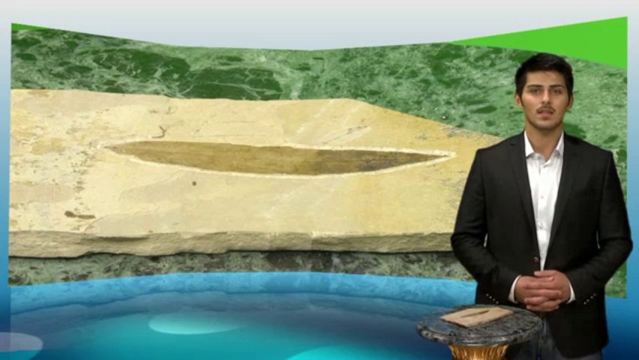 Teil 10 Das Fossil von einem Eichblatt