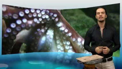 Teil 12 Das Fossil einer Krake