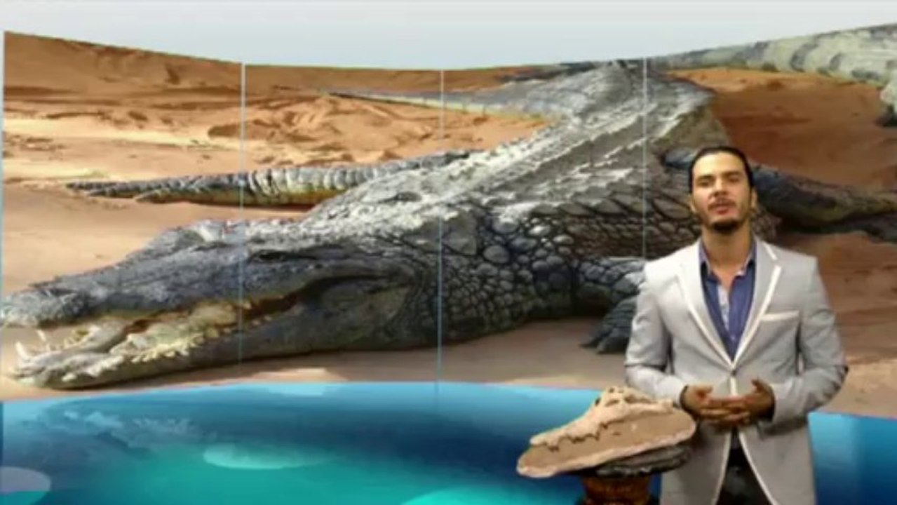 Teil 1 Das Fossil eines Krokodils