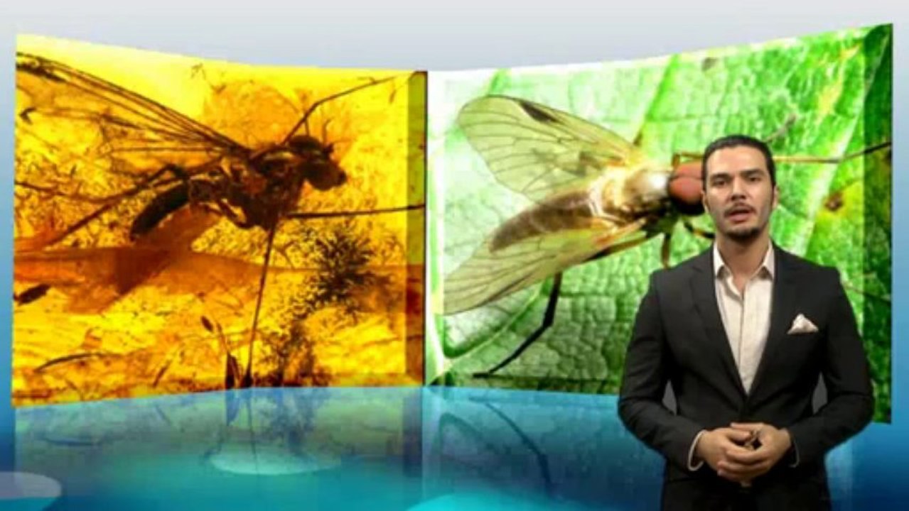 Das Bestehen von über 400 Millionen Fossilien