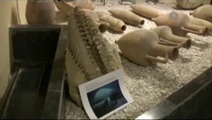 Bahçeyi kazdı 20 milyon yıllık deniz ineği fosili buldu