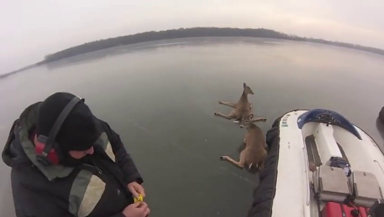Sauvetage de 3 biches piégées dans un lac gelé!