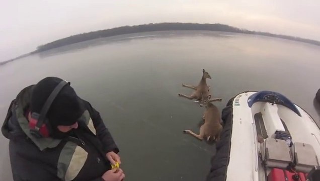 Sauvetage de 3 biches piégées dans un lac gelé!