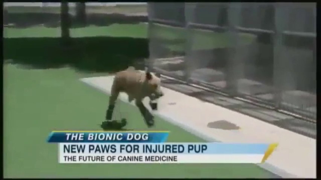 Le chien bionique Naki'o