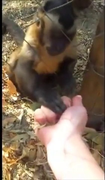 Un bébé SINGE apprend à un humain à écraser des feuilles... Trop mignon!