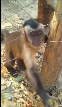 Monkey Teaches Human How To Crush Autumn Leaves