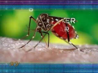 The superior features in the body of the mosquito