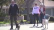 Amanda Bynes Walks Dogs With Parents After Leaving Rehab