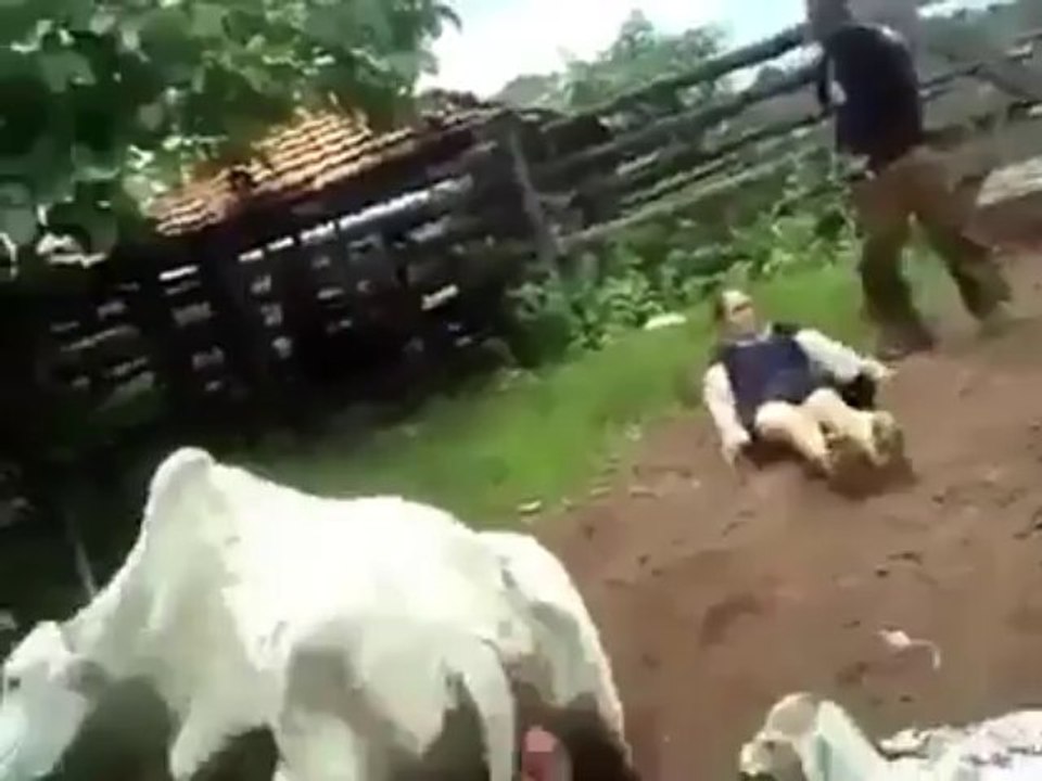 Kung Fu Cow