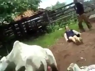 Kung Fu Cow