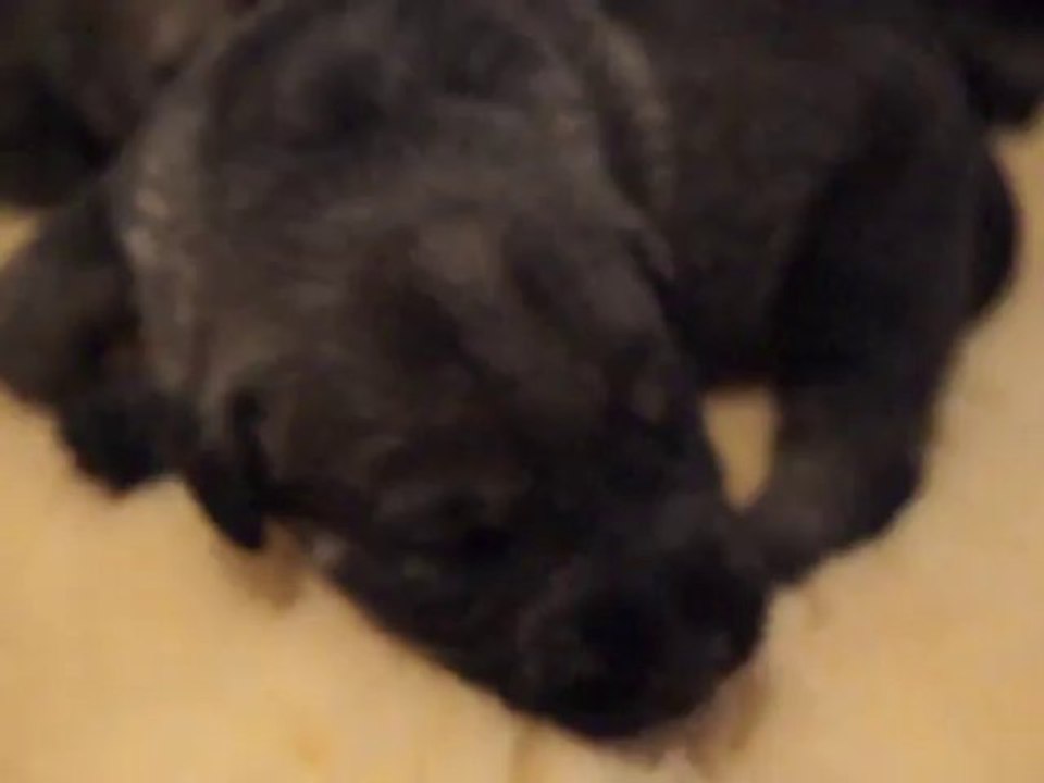 bébés Schnauzers moyens poivre et sel