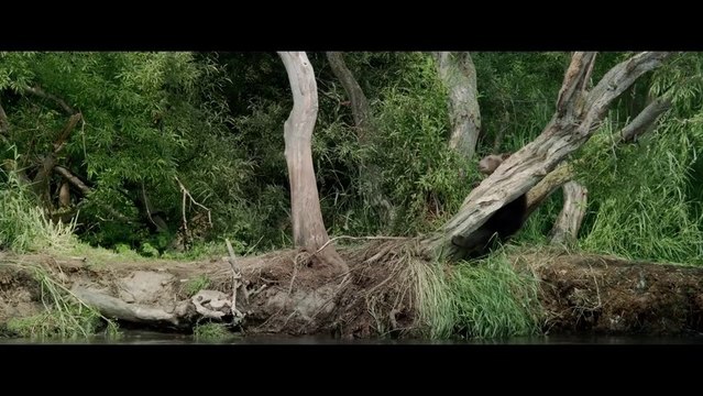 TERRE DES OURS - le Documentaire en 3D raconté par Marion Cotillard