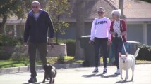 Amanda Bynes promène ses chiens avec ses parents après sa cure