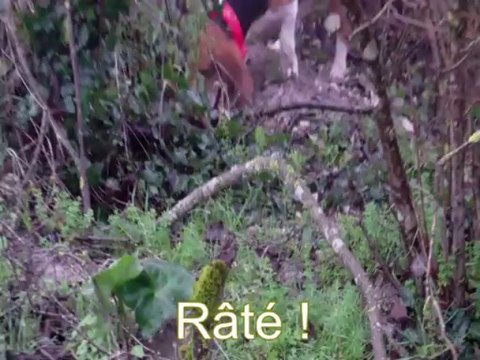 Chasse aux lapins avec bassets artésiens