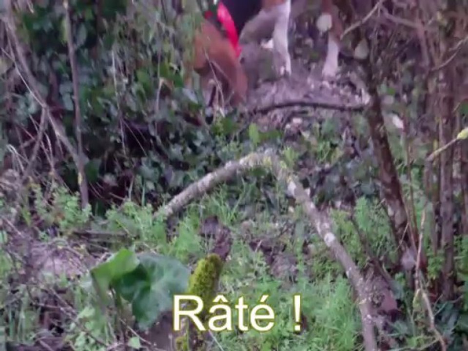 Chasse aux lapins avec bassets artésiens