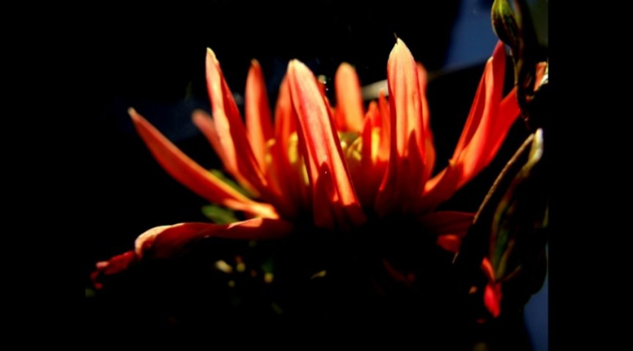 BORYS ŁAWRENIW - DOBRANOC KOCHANIE