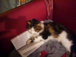 Mon chat lit la guerre des clans !