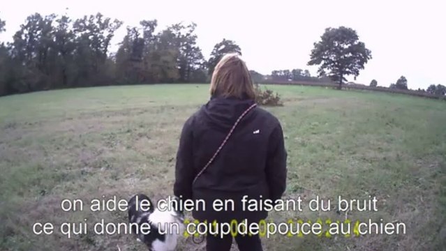 recherche utilitaire avec un aussie