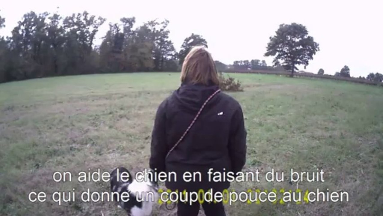 recherche utilitaire avec un aussie