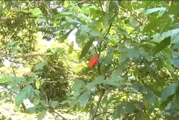 7 de diciembre de 2013 Caparrapi web[1]