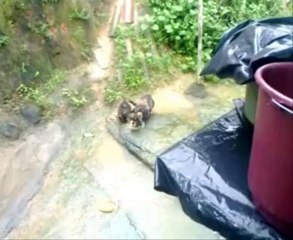 1) BRESIL 2012 ARRIVEE RECIFE (de Bruxelles) 17,53 min