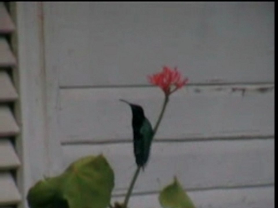 colibri en martinique