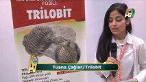 Tuana Çağlar trilobitleri anlatıyor