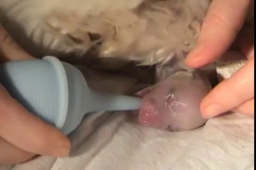 Amazing Dog Birth...!!