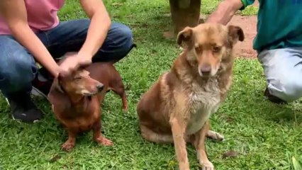 Câmera Record 06.12-11-2013 “Os Videos Que Dominaram a Internet em 2013”