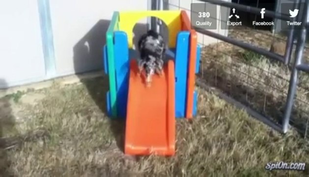 avez vous deja vu une chevre qui fait du toboggan ?