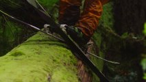 Des skieurs dévalent une forêt.. sans NEIGE !?!