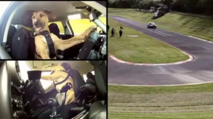 Funny Videos - The Worlds First Driving Dog ..  Facebook