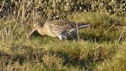 réserve ornithologique de goulven