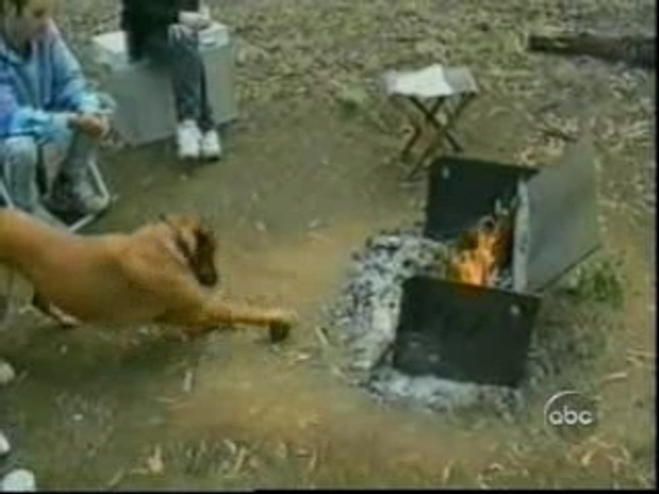 Funny  Animals