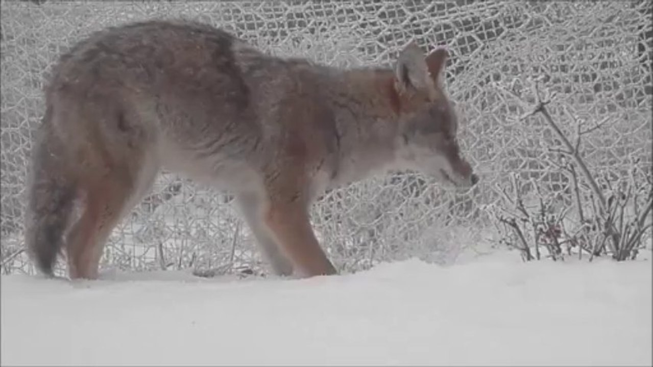 COYOTE FROM MY WINDOW