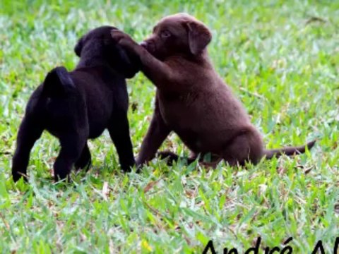 Filhote de Labrador Retriever em Campo Grande MS