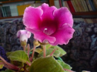 Цветы Фильм 1