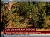 Çiple İzlenen İlk Dili Kurt Öldürüldü NTV Ana Haber