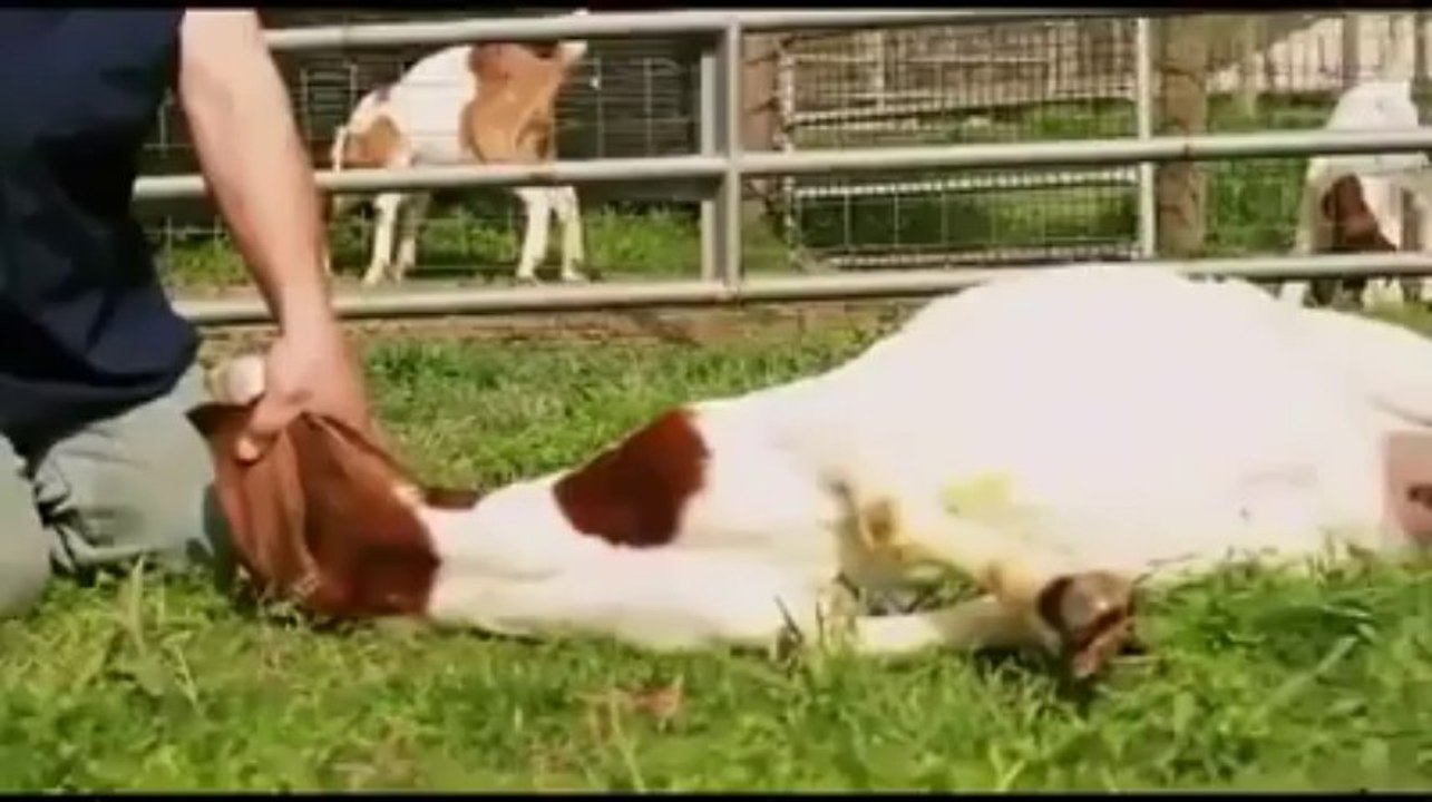 even animals are religious
