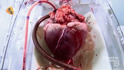 Real Heart Beat ♥ (Real Big Fun)