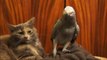 Hilarious Compilation of Parrots Annoying Cats...!!