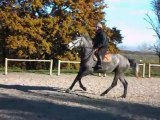 Séance d'obstacle poulains le 08/12/2013 - Groupe 2 - Formation cavalier jeunes chevaux / SANDILLON